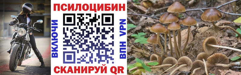 Псилоцибиновые грибы GOLDEN TEACHER  как найти наркотики  Кашин 